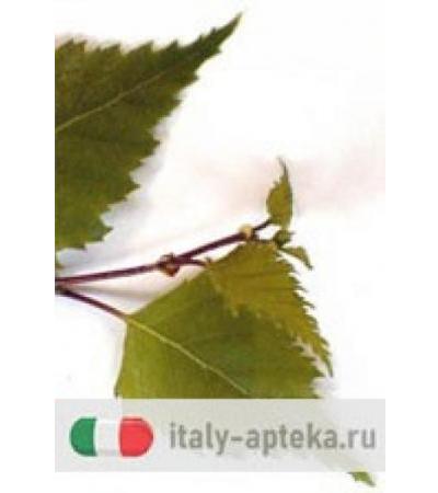 MSA BETULA VERRUCOSA 50ML