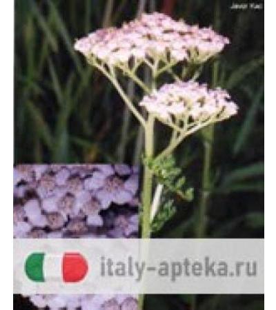 TSA ACHILLEA MILLEFOGLIE 50ML