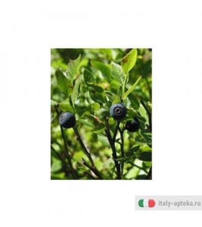 Msa Vaccinium Myrtil 50ml