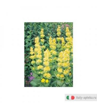 Tsa Gentiana Lutea 50ml